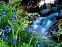 Bluebell cascade