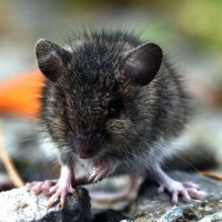 Wood Mouse