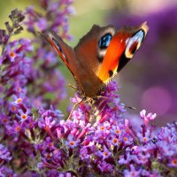 Peacock Butterfly on Budleigha