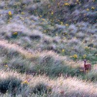 Roe Deer at Eskmeals