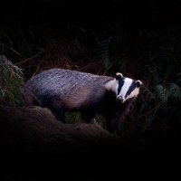 Badger in Eskdale