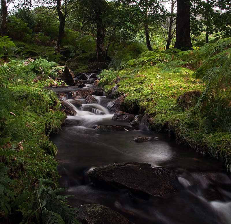 Hartley beck Summertime