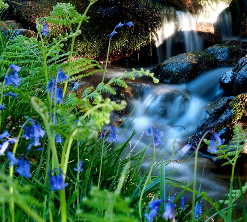 Bluebell cascade