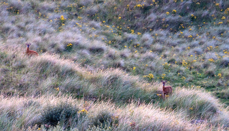 Roe Deer at Eskmeals