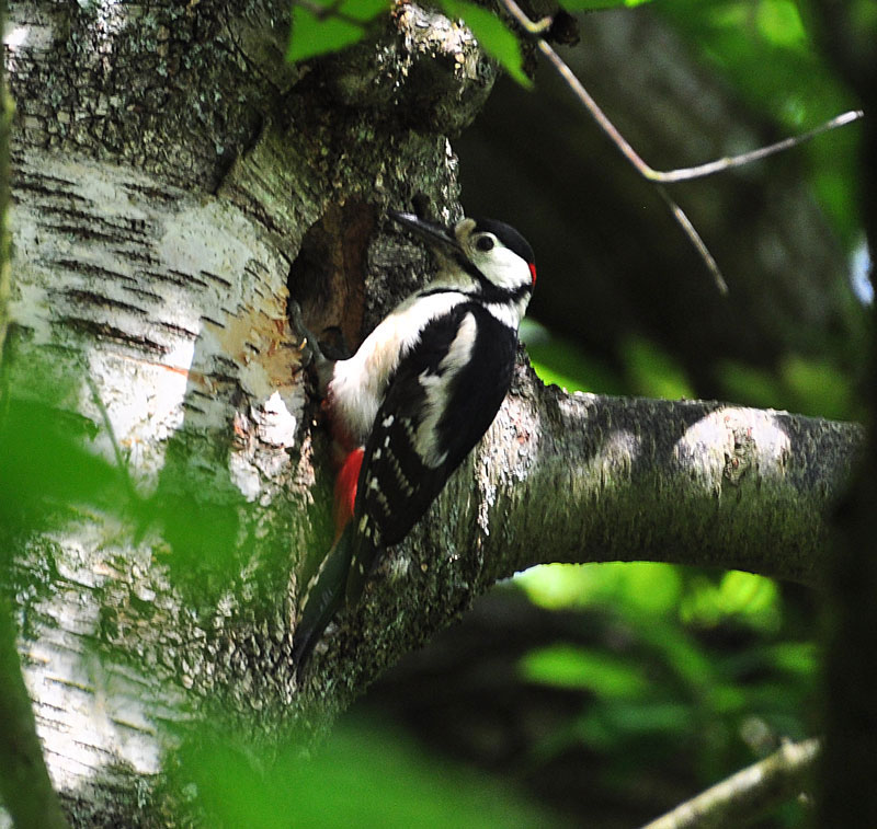 woodpeck on Campsite