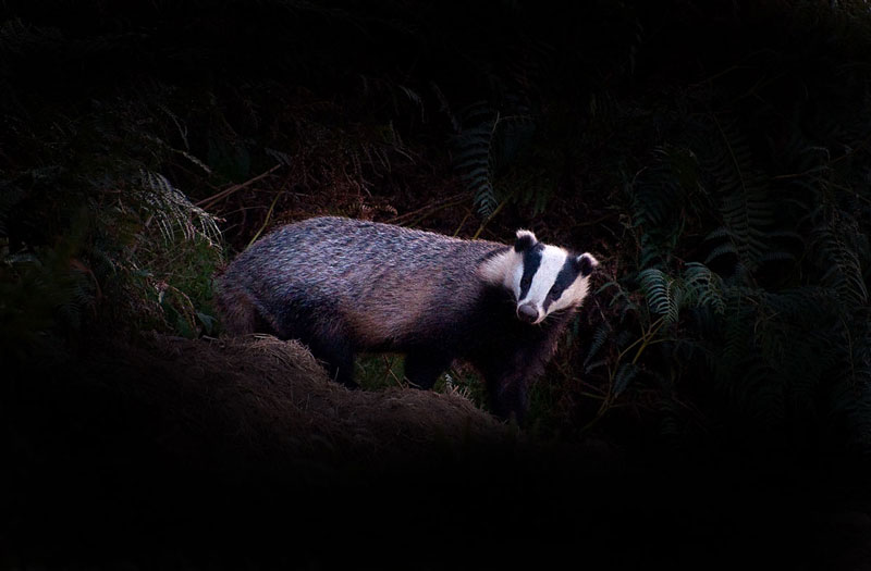 Badger in Eskdale